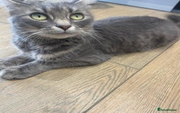 Bengal cats for sale: Ready now! Stunning loving family kittens  - Image 6