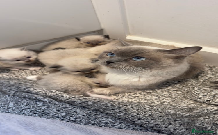 Ragdoll cats - Advert 3