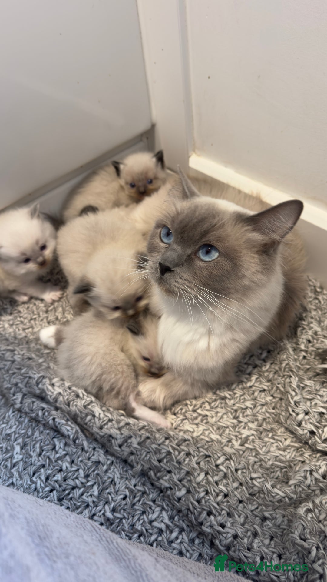 Ragdoll cats for sale: READY TO RESERVE - pedigree Ragdoll Kittens - Image 1