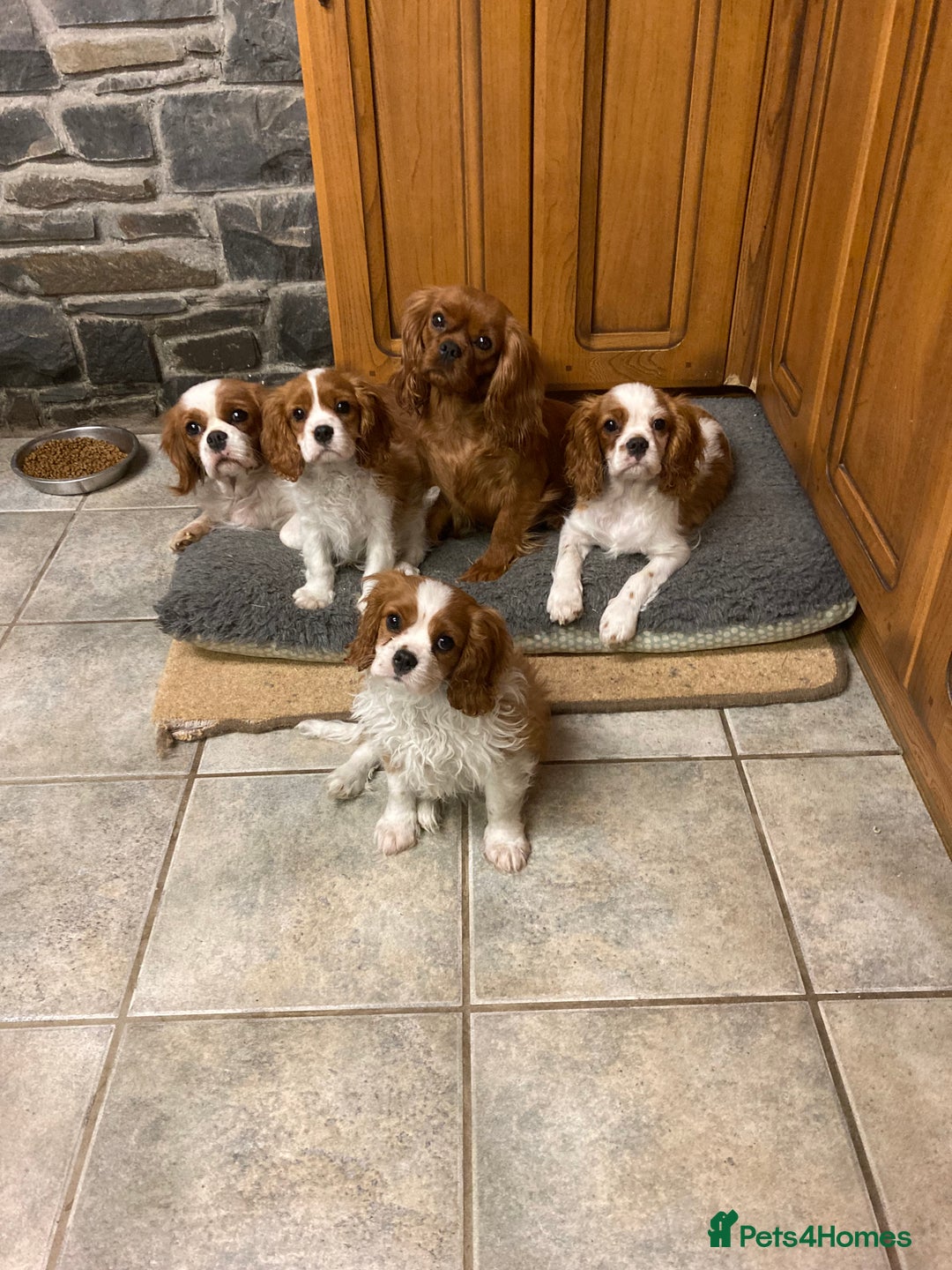 Cavalier King Charles Spaniel dogs for sale: Super KC blenheim pups - health tested parents - Advert 1
