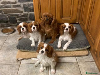 Cavalier King Charles Spaniel dogs Super KC blenheim pups - health tested parents - Advert 12