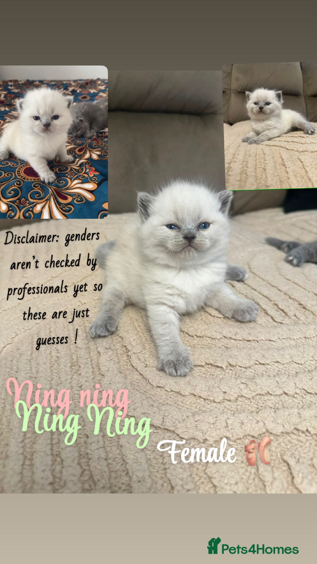 British Shorthair cats Pure breed bsh babies  - Advert 6