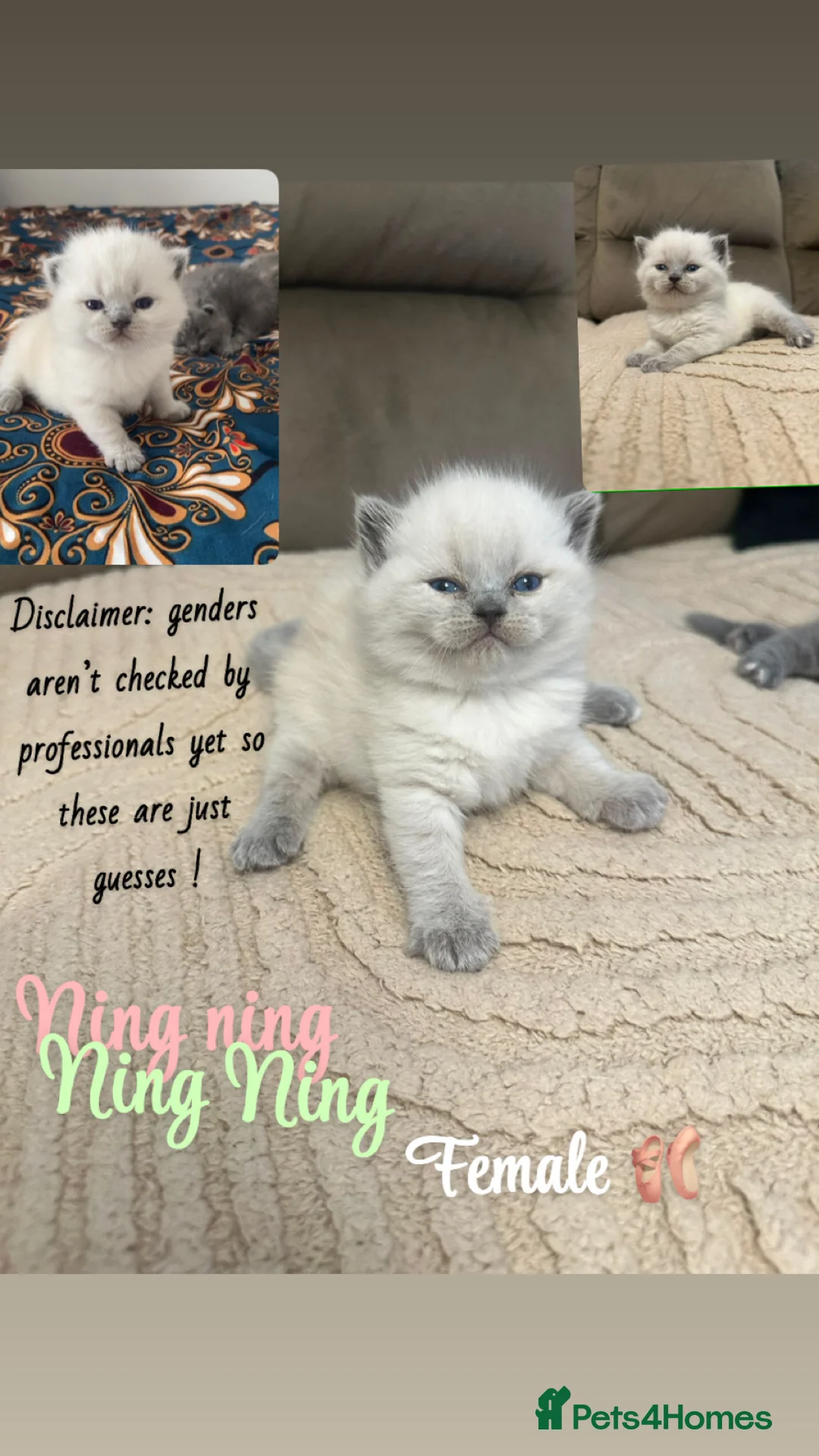 British Shorthair cats for sale: Pure breed bsh babies  - Advert 1