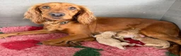 Cocker Spaniel dogs for sale: Stunning cocker spaniel pups  - Advert 1