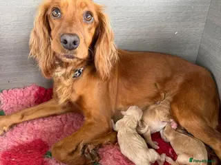 Cocker Spaniel dogs Stunning cocker spaniel pups - Advert 3