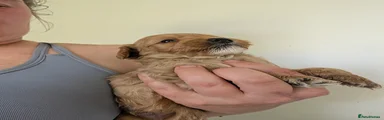 Cockapoo 2