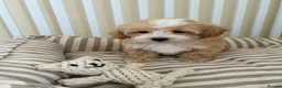 Maltipoo dogs for sale: 5🌟Korean maltipoo puppies health tested - Advert 5