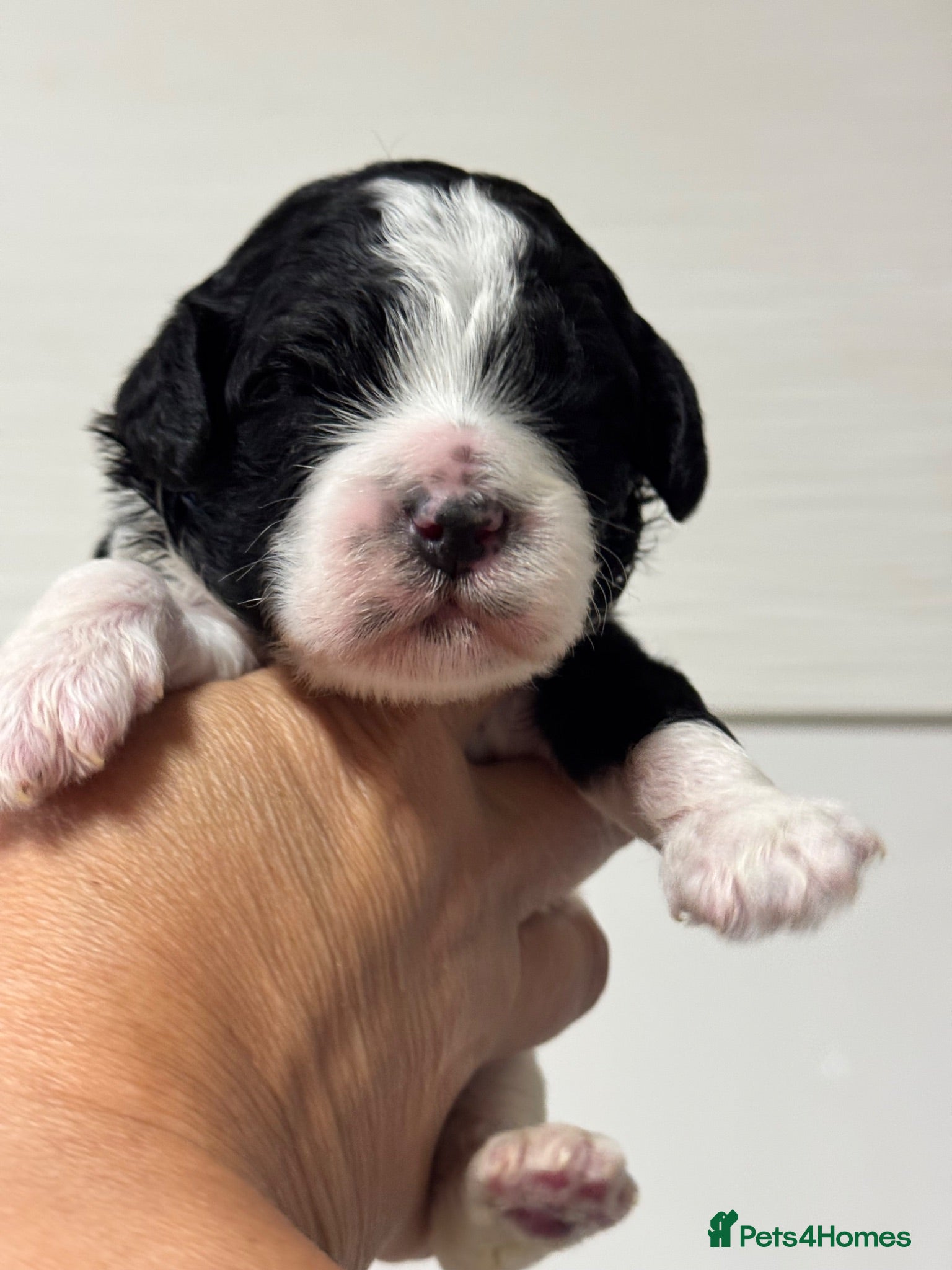 Cockapoo dogs American toy cockapoo puppies for reservation - Advert 1