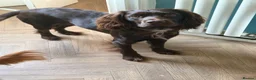 Cocker Spaniel dogs for sale: Teddy is a one year old cocker spaniel - Advert 3