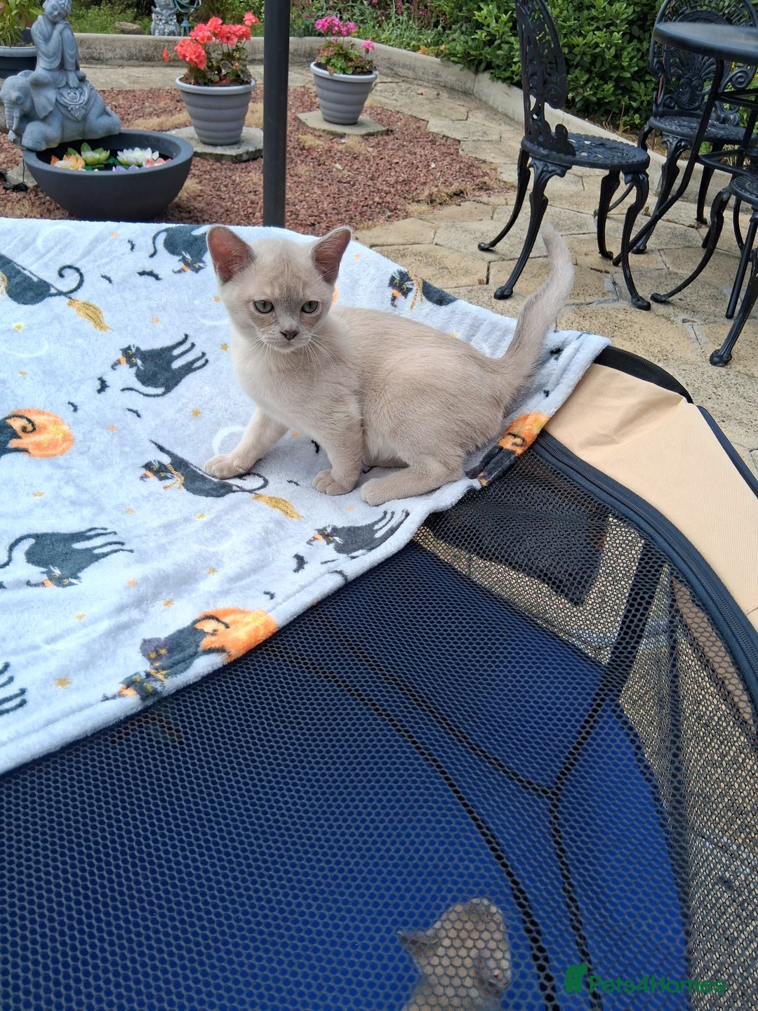 Burmese cats for sale: Registered burmese kittens available.  - Image 1