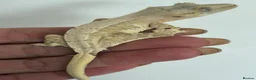 Gecko reptiles for sale: Lily white crested gecko  - Advert 4