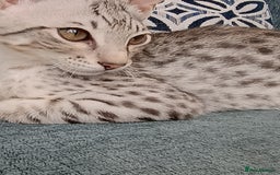 Savannah cats for sale: F3 savannah girls Tica reg + silver boy - Image 27