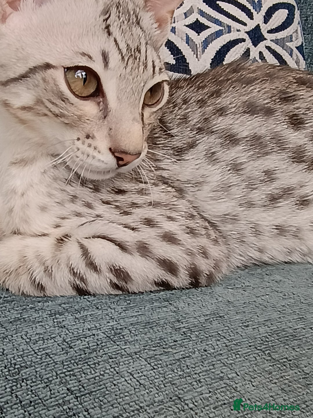 Savannah cats for sale: F3 savannah girls Tica reg + silver boy - Image 27