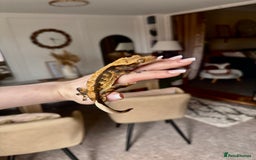 Gecko reptiles for sale: friendly Crested Gecko a rare changing colours! - Image 9