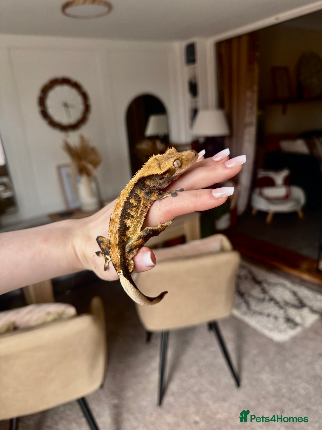 Gecko reptiles for sale: friendly Crested Gecko a rare changing colours! - Image 9