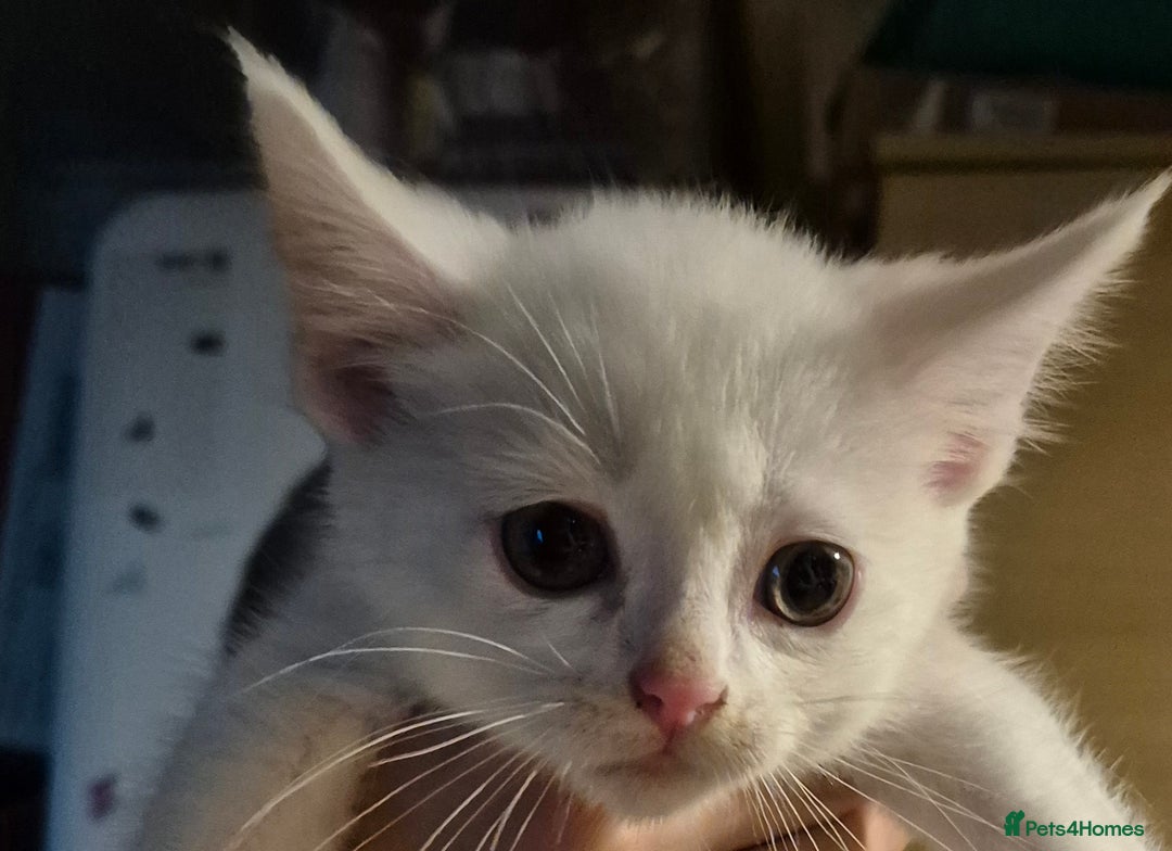 Turkish Angora cats for sale: Kittens for sale  - Image 2