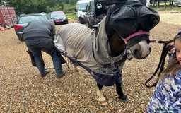 Welsh Section A horses for sale: Beautiful mare for sale  - Image 4