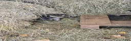 Mixed Breed cats for sale: Farm kittens - Advert 13