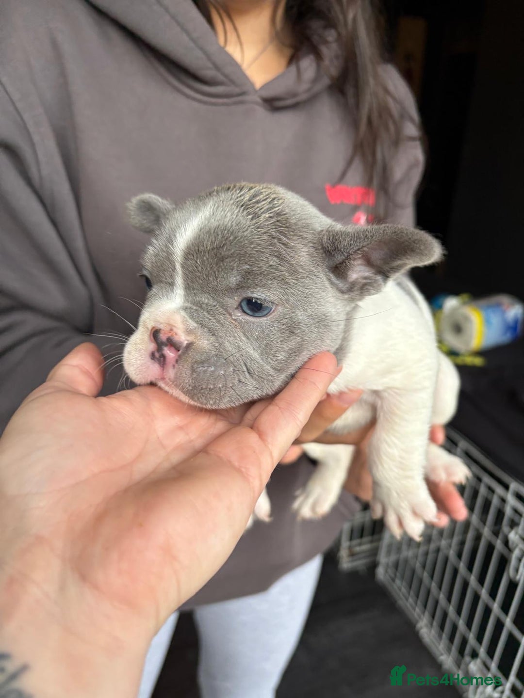 French Bulldog dogs for sale: French bulldog puppies for sale - Image 7