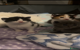Domestic Shorthair cats for sale: Four kittens, 4 weeks old - Image 15