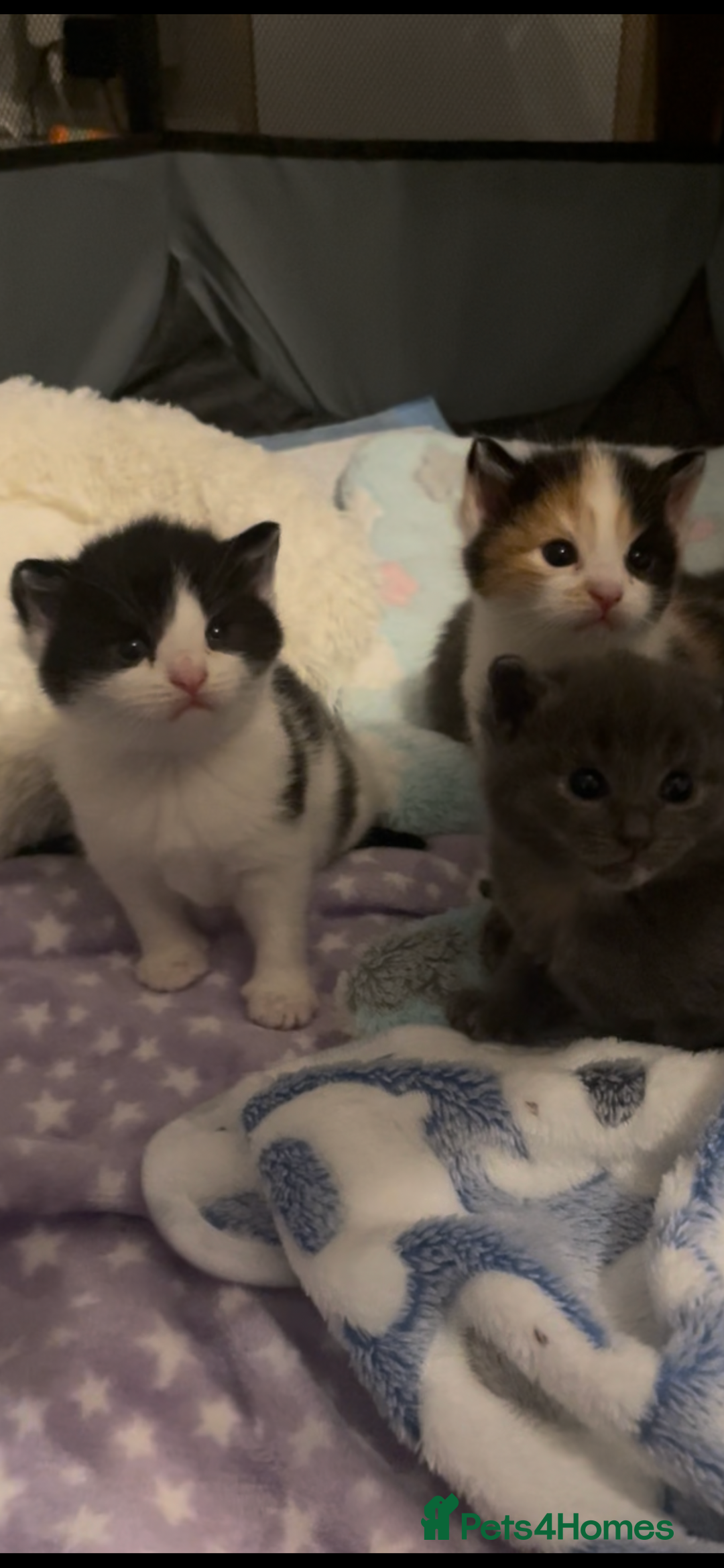 Domestic Shorthair cats for sale: Four kittens, 4 weeks old - Image 15