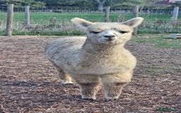 Alpaca livestock for sale: 6 Pedigree Female Alpacas - Image 3