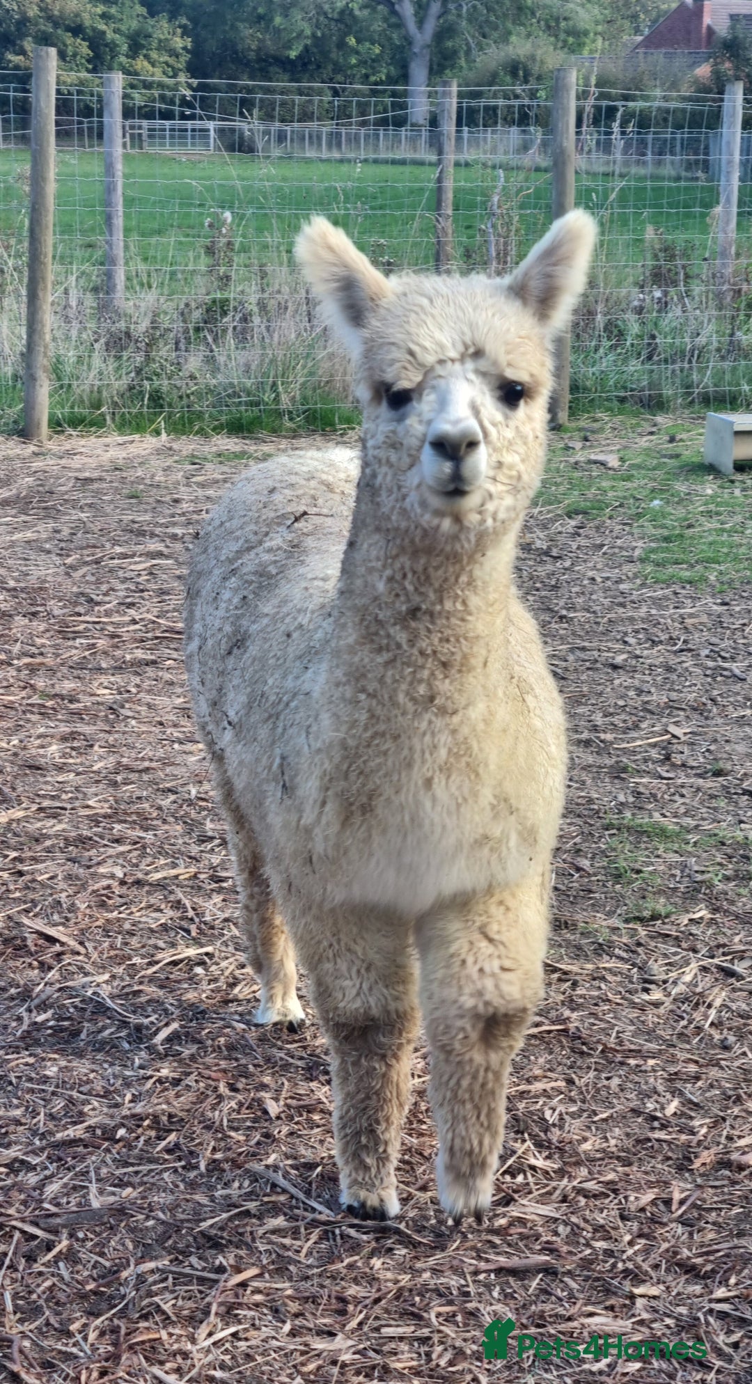 Alpaca livestock for sale: 6 Pedigree Female Alpacas - Image 3