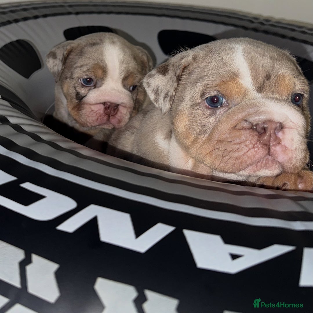 English Bulldog dogs for sale: Beautiful Lilac Tri English Bulldogs - Advert 12
