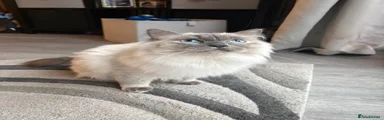 Nala