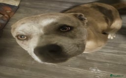 Cane Corso dogs for sale: Female cane corso cross - Image 2