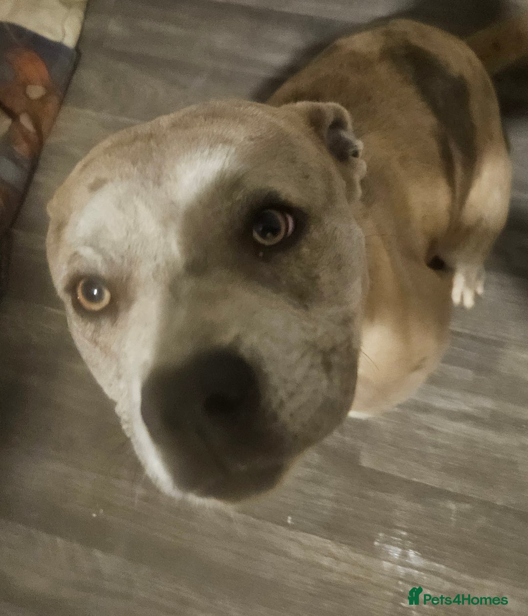 Cane Corso dogs for sale: Female cane corso cross - Image 2