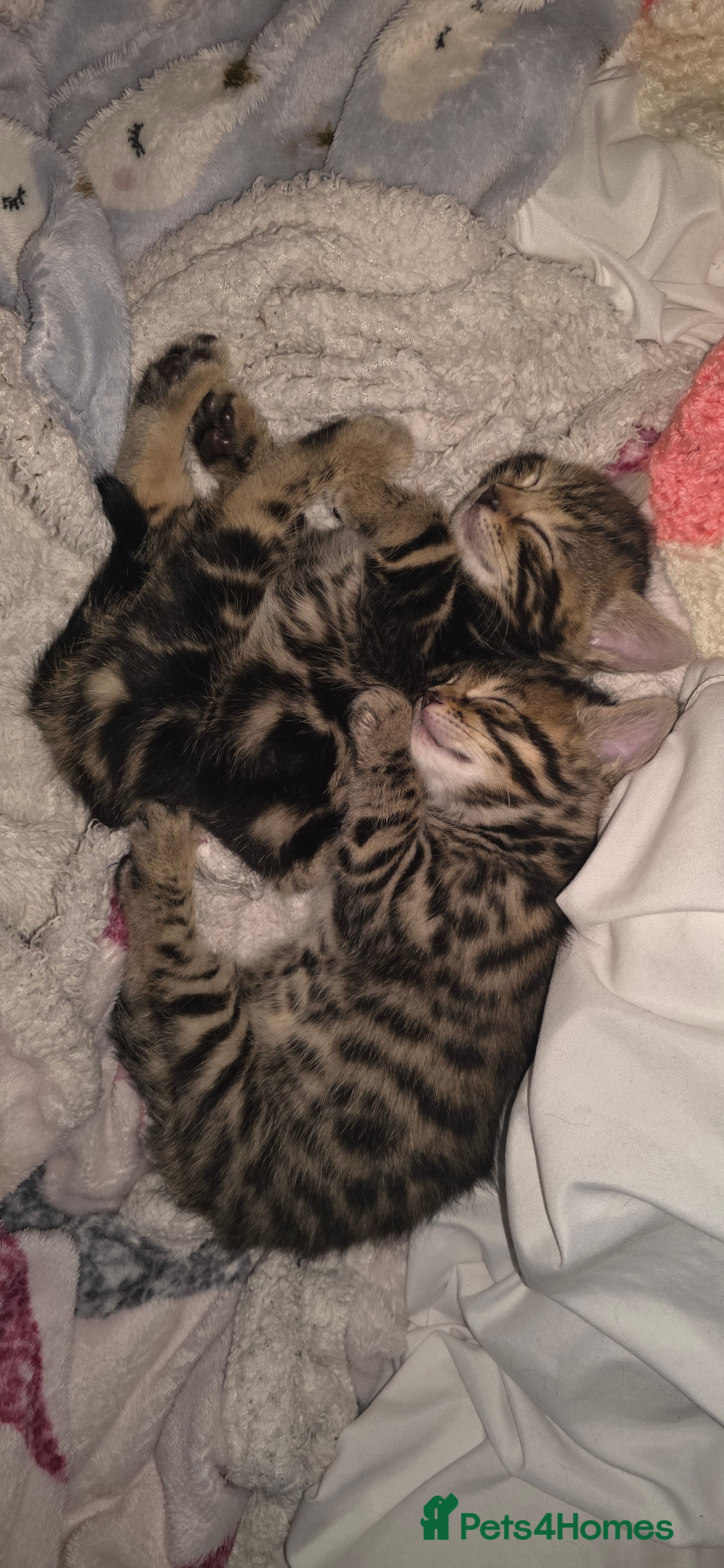 Bengal cats Exceptional 3 purebred Bengal kittens available 😻 - Advert 13