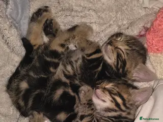 Bengal cats Exceptional 3 purebred Bengal kittens available 😻 - Advert 13