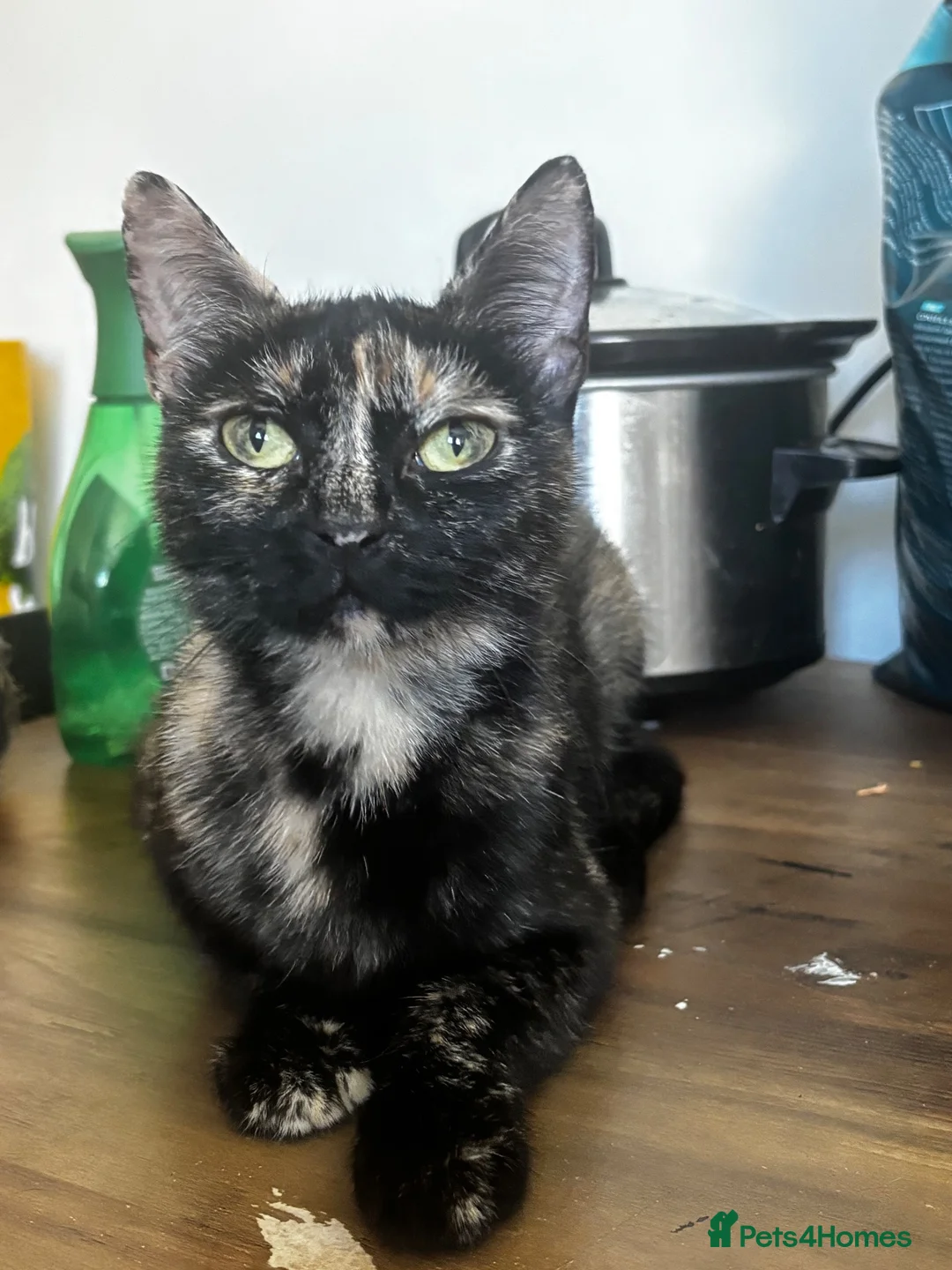 Mixed Breed cats for sale: Mixed kitten’s for sale in Newcastle upon Tyne - Advert 5