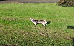 Mixed Breed dogs for sale: Jack russell crossed chihuahua  - Image 2