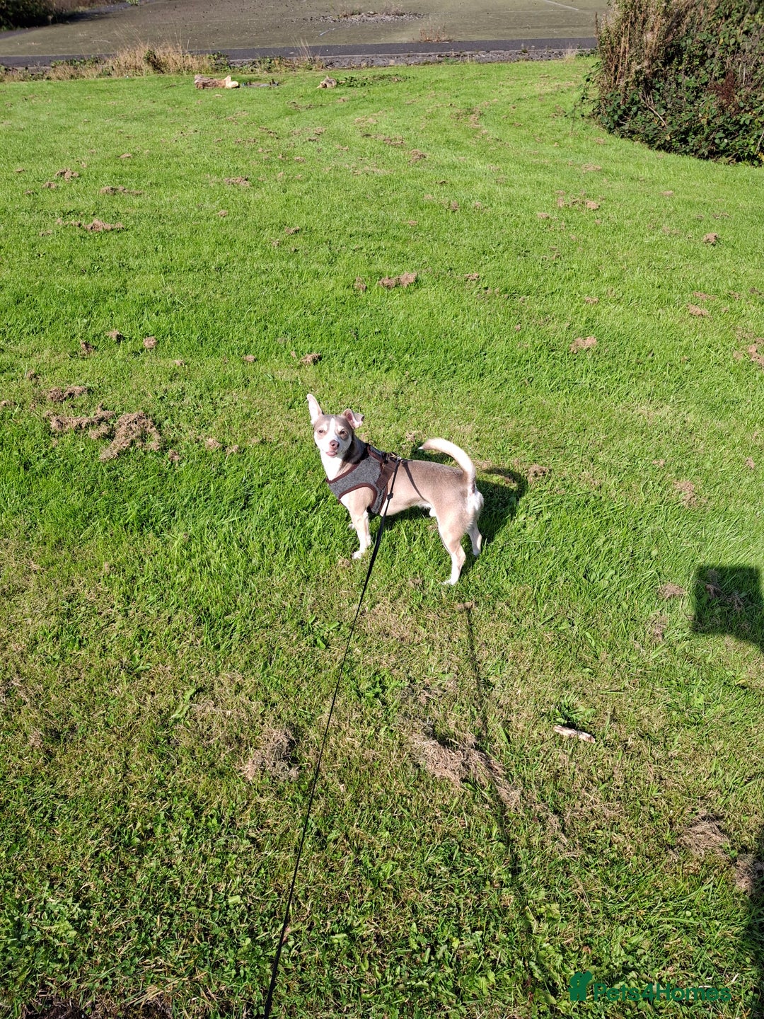 Mixed Breed dogs for sale: Jack russell crossed chihuahua  - Image 2