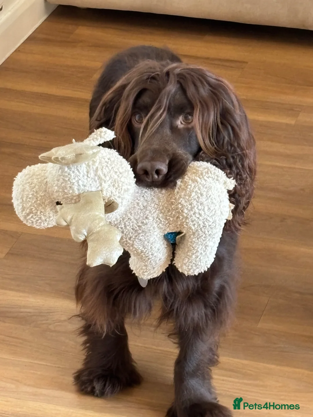 Cocker Spaniel dogs for stud: Fantastic KC registered working cocker spaniel  - Advert 2