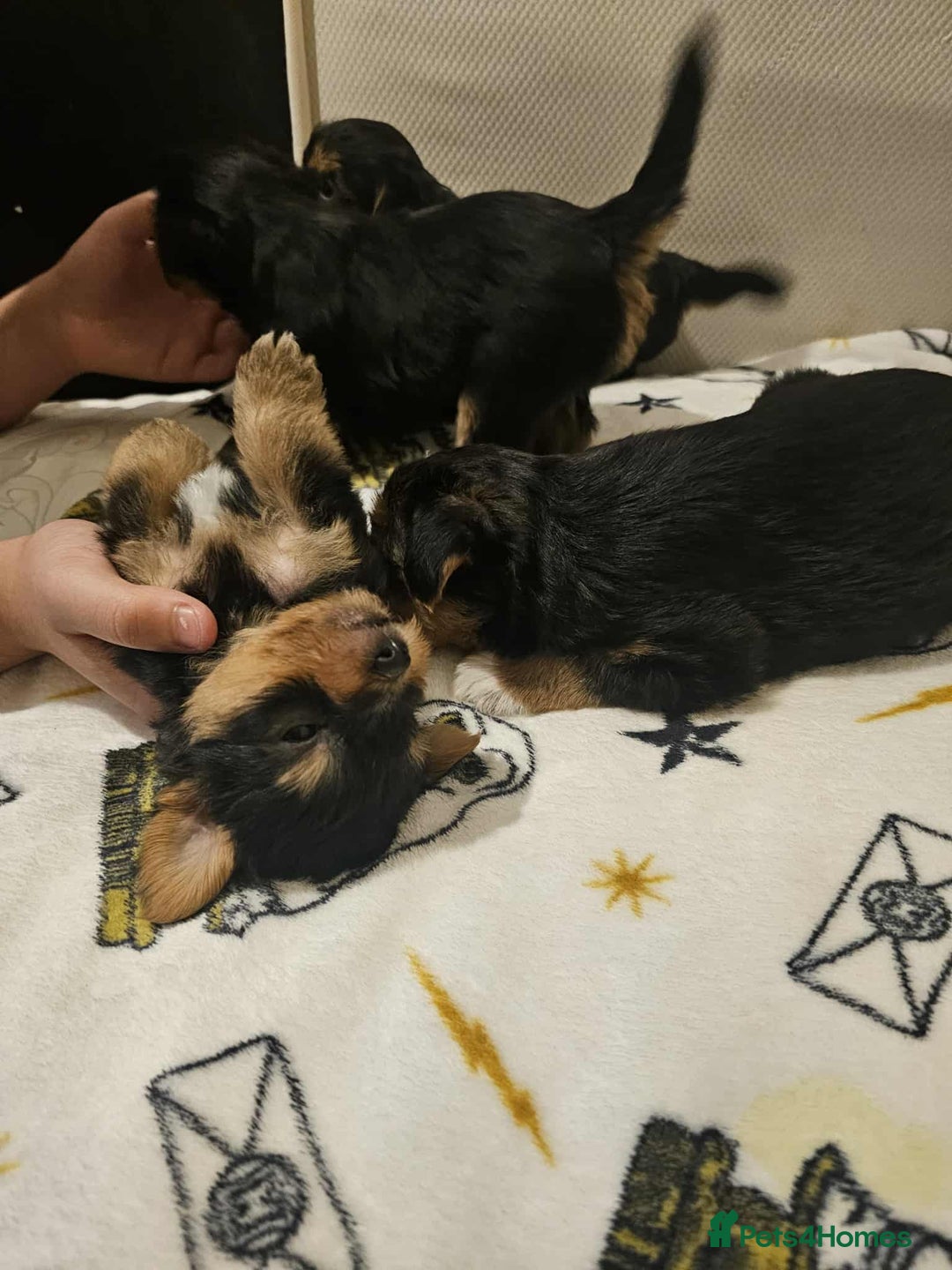 Yorkshire Terrier dogs for sale: Hello - Image 19