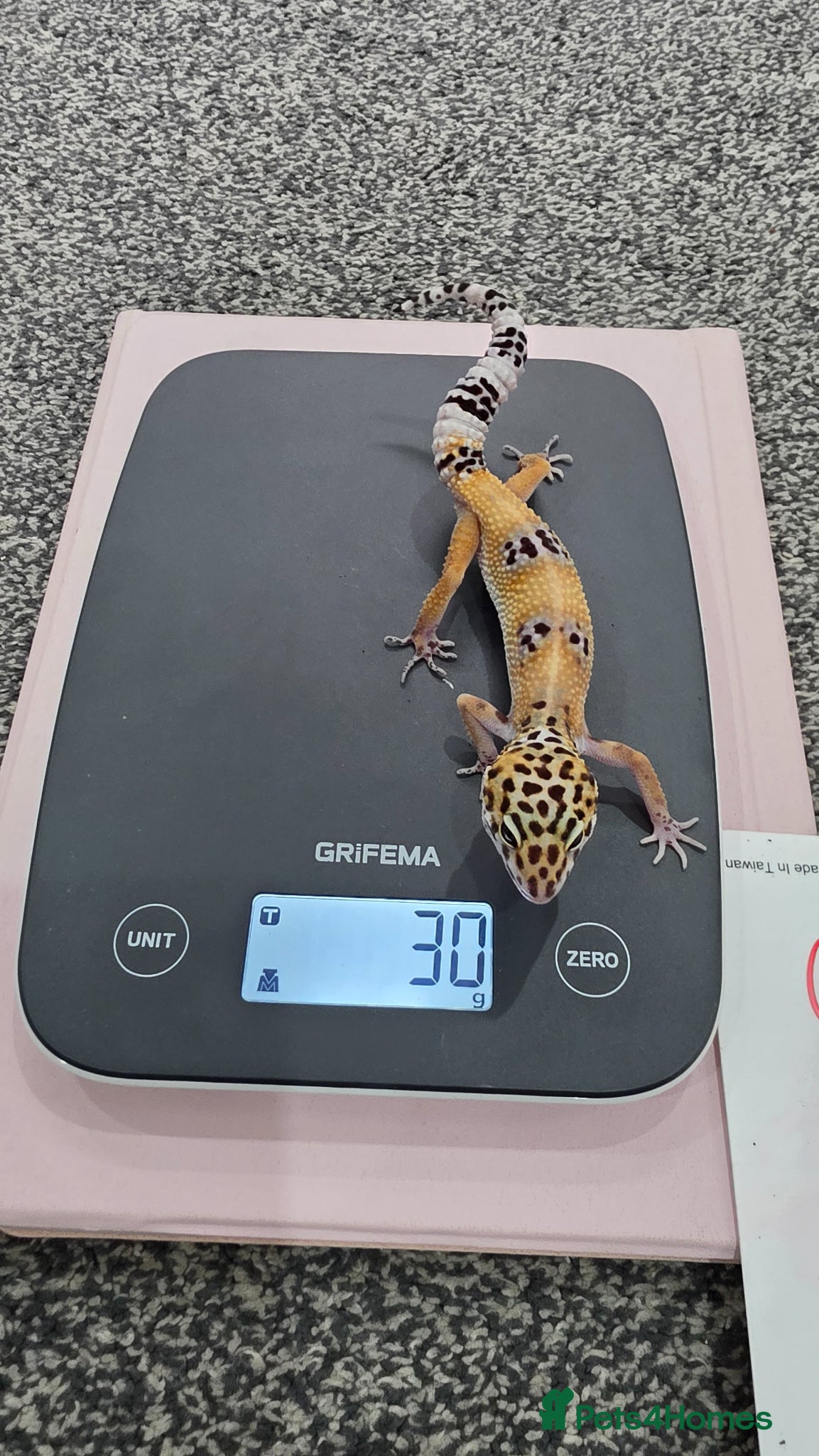 Leopard Gecko reptiles Various young leopard geckos for sale. Bolton.  - Advert 4