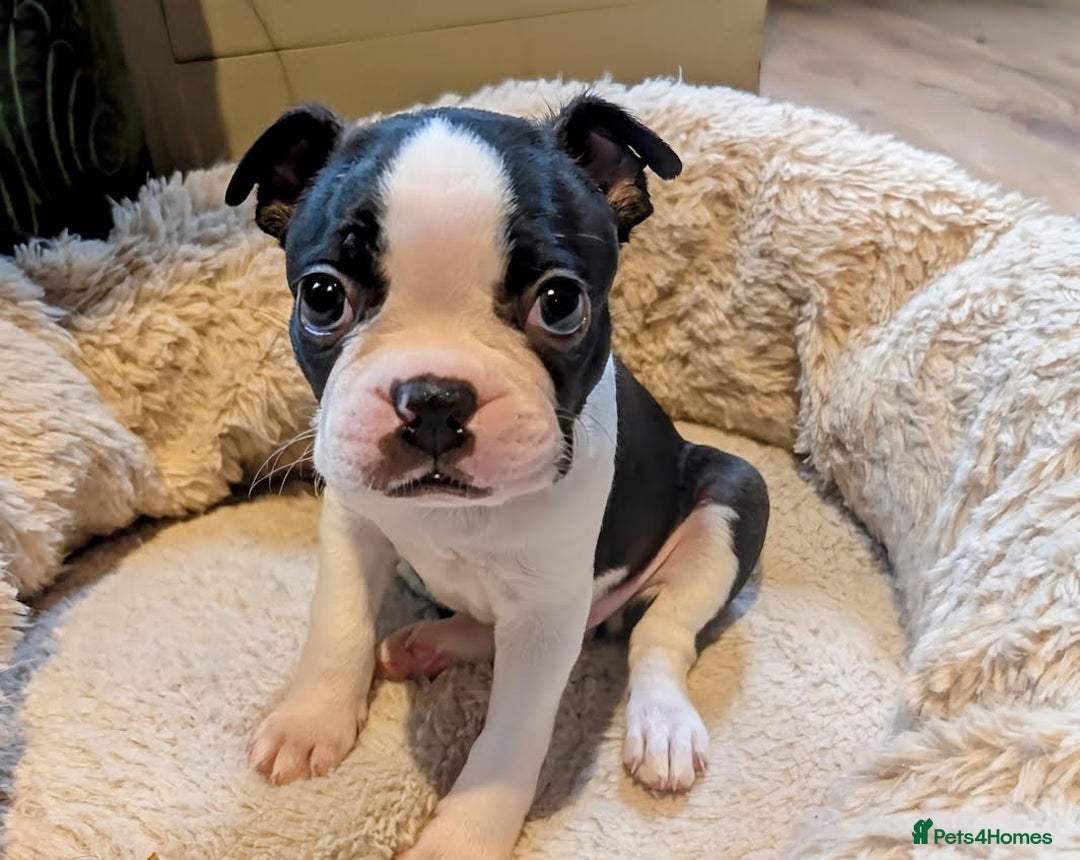 Boston Terrier dogs for sale: Adorable KC reg Boston Terrier Puppies - Image 5