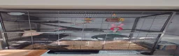 Sugar Glider rodents for sale: Whole set up male and female sugar gliders in Maidstone - Advert 1
