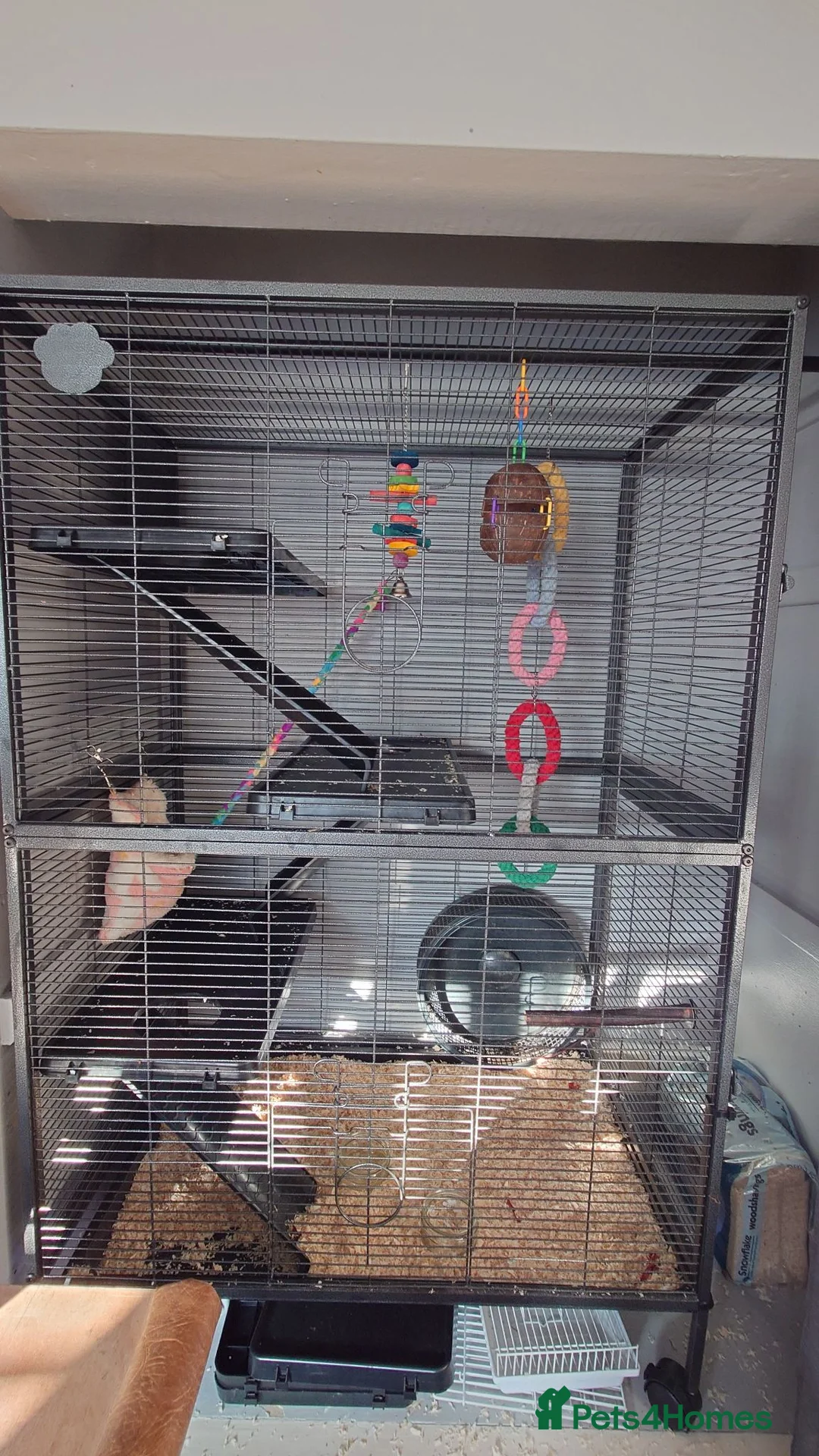 Sugar Glider rodents for sale: Whole set up male and female sugar gliders in Maidstone - Advert 1