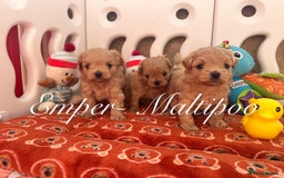 Maltipoo dogs for sale: Tiny Emper-Maltipoo Puppies – Asian teddy dad! - Image 12