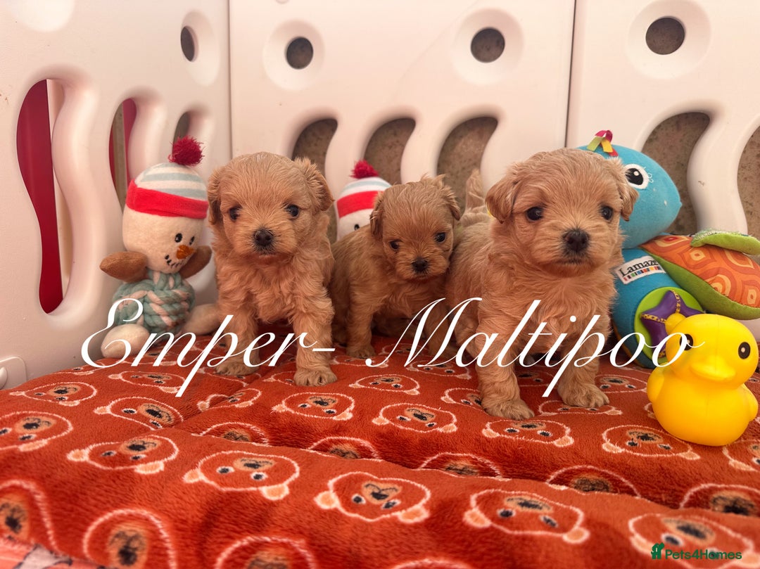 Maltipoo dogs for sale: Tiny Emper-Maltipoo Puppies – Asian teddy dad! - Image 12