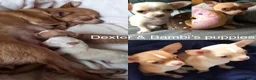 Chihuahua dogs for stud: FOR STUD ONLY in Sheffield - Advert 21