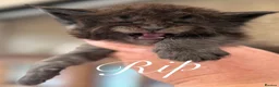 Maine Coon cats for sale: ANDERPRIDE has new Cub arrivals  - Advert 2