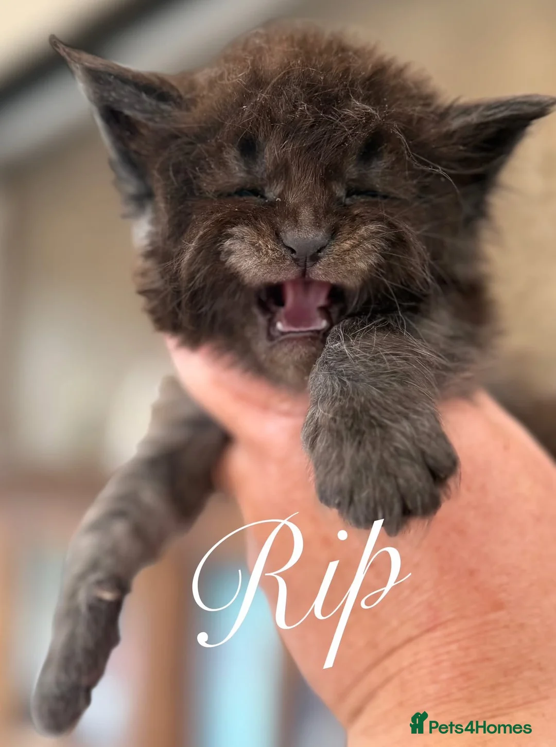 Maine Coon cats for sale: ANDERPRIDE has new Cub arrivals  - Advert 2
