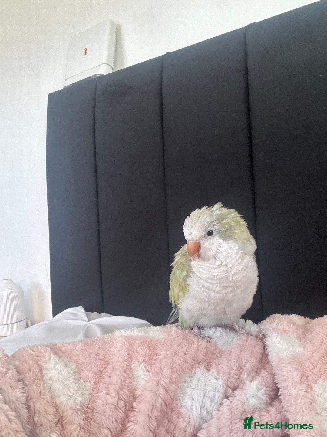 Parrots birds for sale: Quaker parrot for sale  - Advert 1