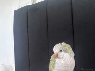 Parrots birds Quaker parrot for sale - Advert 1