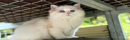 Ragdoll cats for sale: Last litter girl ready to leave  - Advert 10